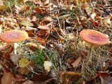 121028 Wandeling Ede Wageningen (02)